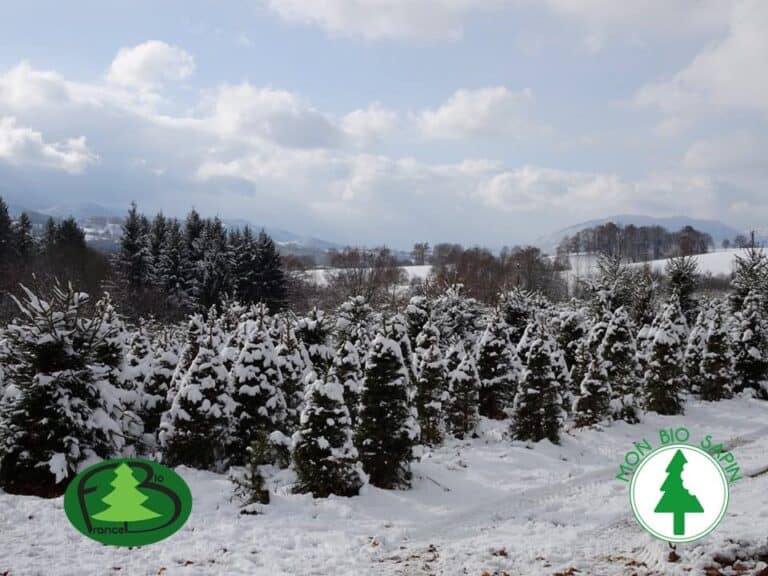 Neige -sapin - France- Sapin -Bio - Lonama