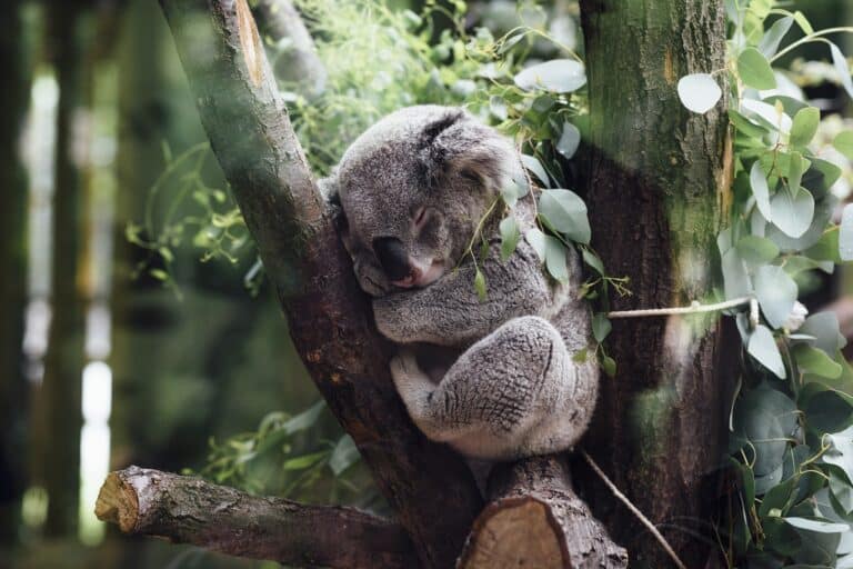koala dort sur un arbre