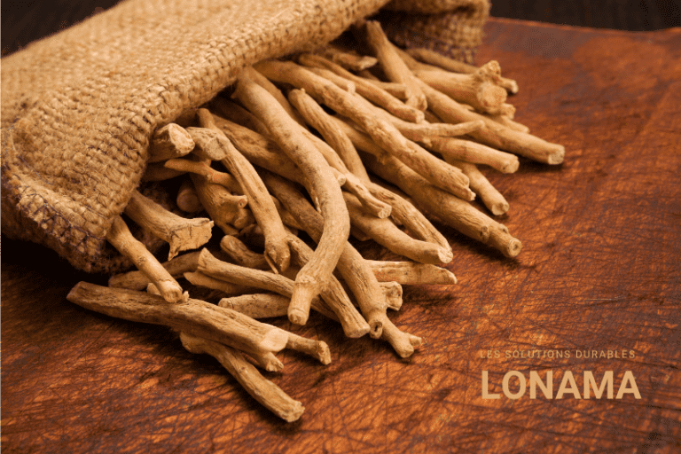 L’ashwagandha : son origine, sa composition et ses bienfaits