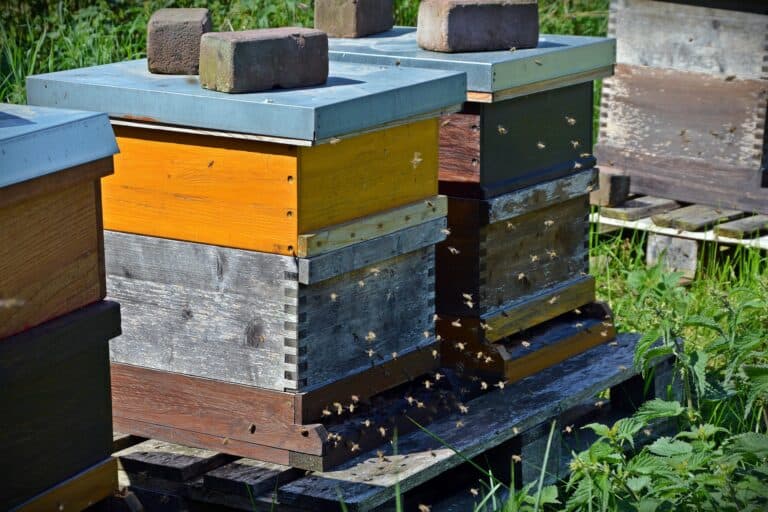 Comment bien débuter en apiculture ?
