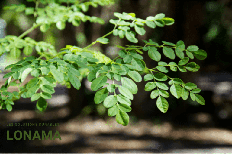 Moringa : Dangers, Effets Secondaires & Contre-indications [Guide 2026]