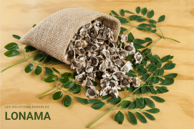 Moringa : Quelles Maladies Peut-il Traiter ? [Guide Complet 2026]