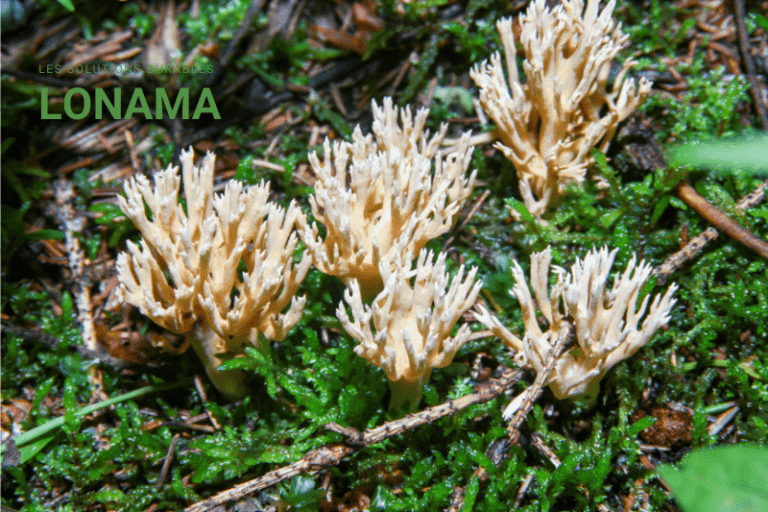 Hericium erinaceus : composition, bienfaits et mode de consommation