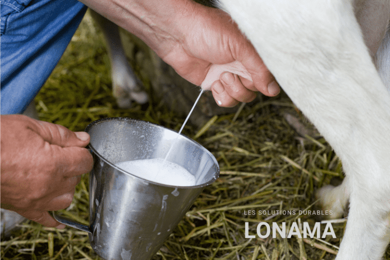 Lait de chèvre : pourquoi il transforme ta peau