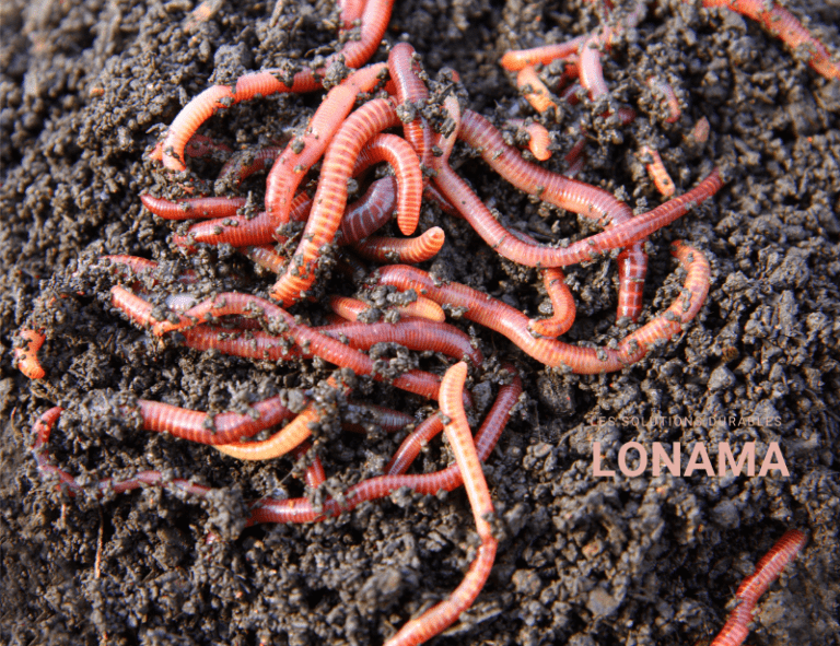 Compost : un moyen simple de réduire ses déchets !