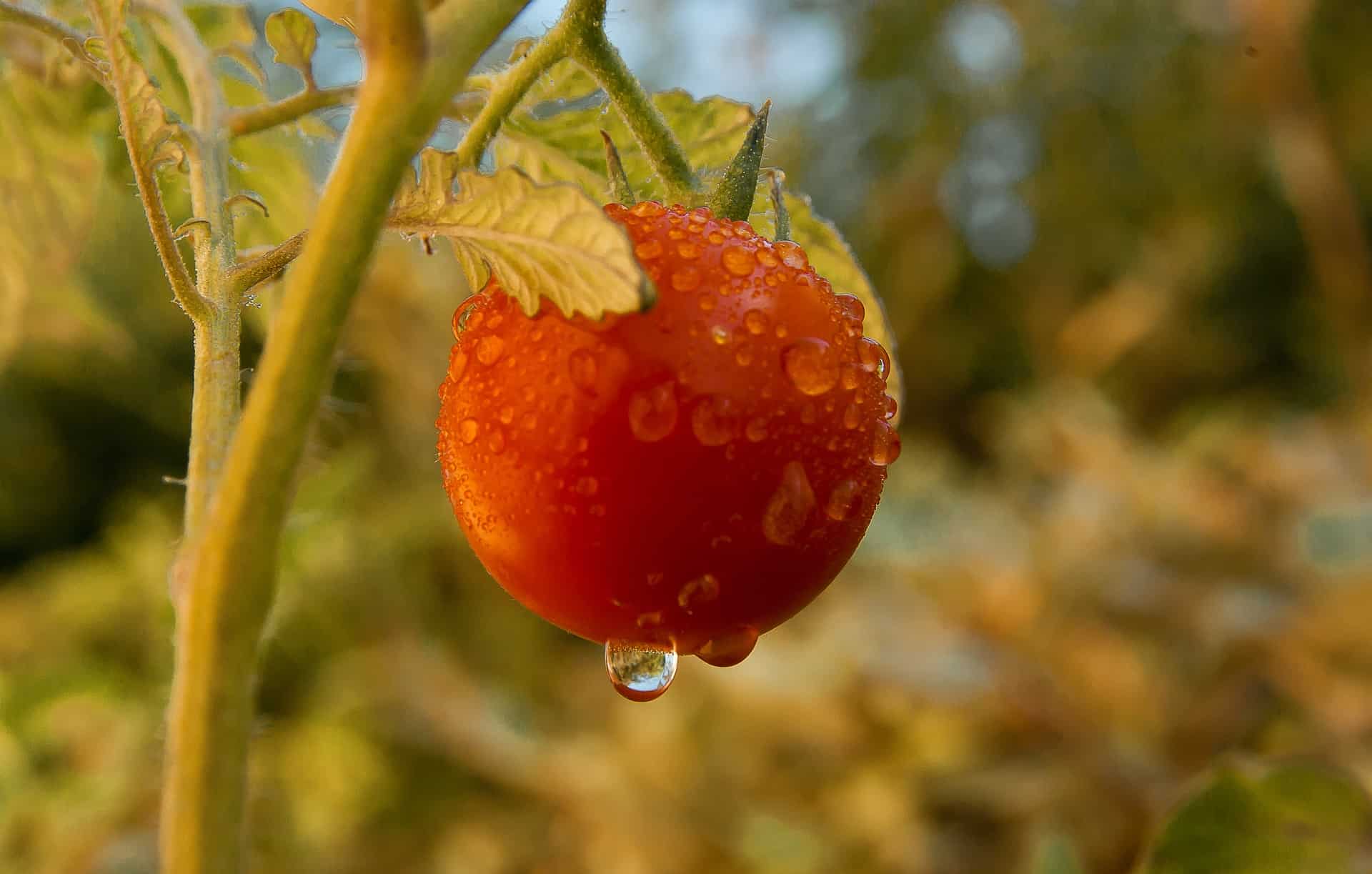 tomate cerise potager