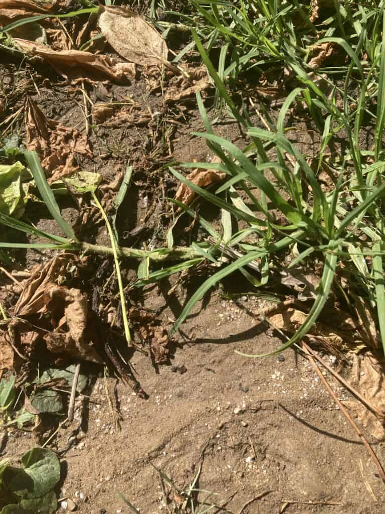 Kikuyu : Avoir une belle pelouse écologique