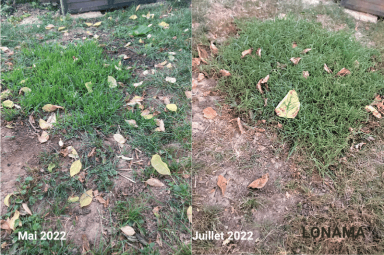 J’ai planté du Kikuyu dans mon jardin