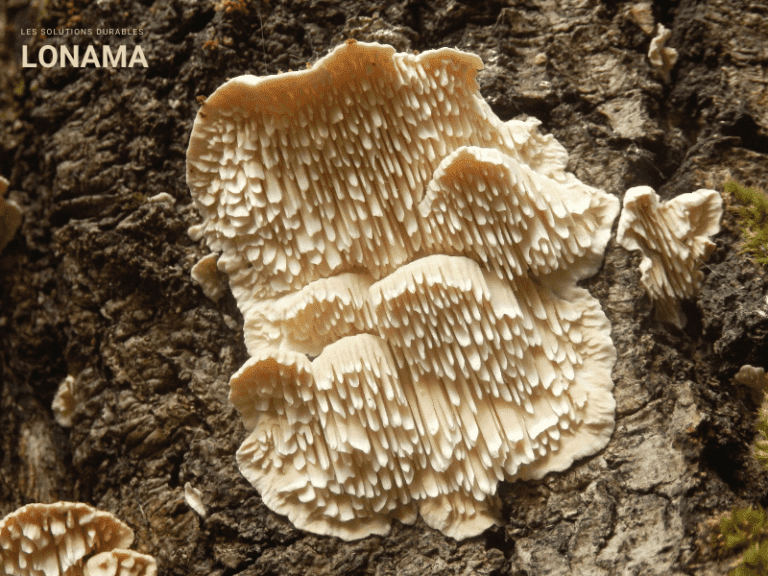 Quels sont les bienfaits de l’hydne de hérisson ?