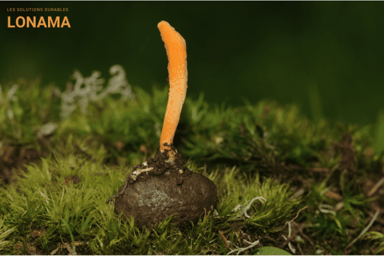 Cordyceps : Le champignon utilisé en médecine chinoise