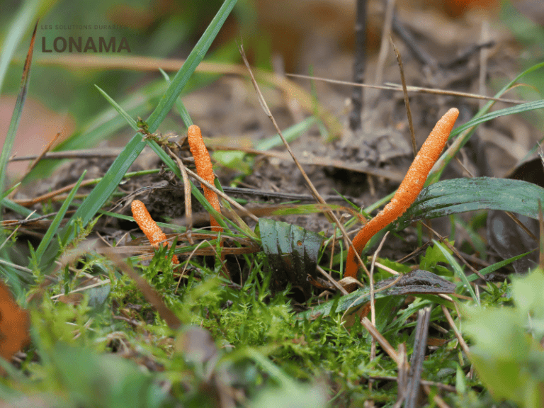 9 bienfaits pour la santé des champignons Cordyceps
