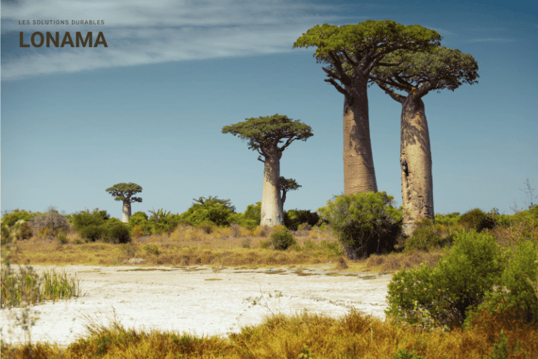 Poudre de Baobab : Bienfaits, Utilisation et Contre-indications