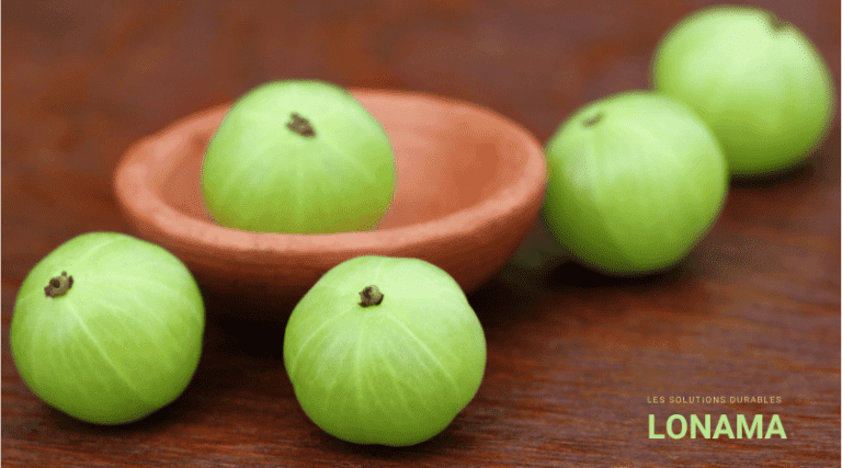 Amla, la groseille indienne