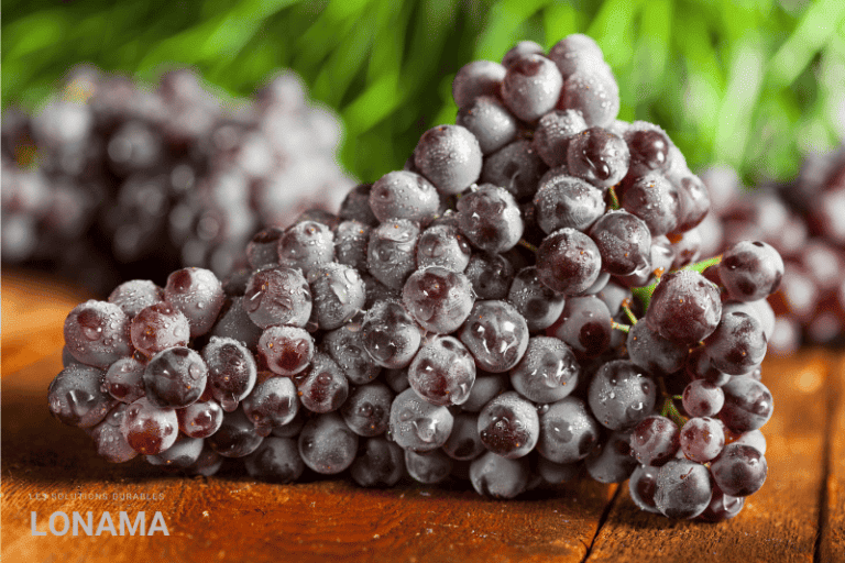 Vin bio ou vin traditionnel : comprendre les différences