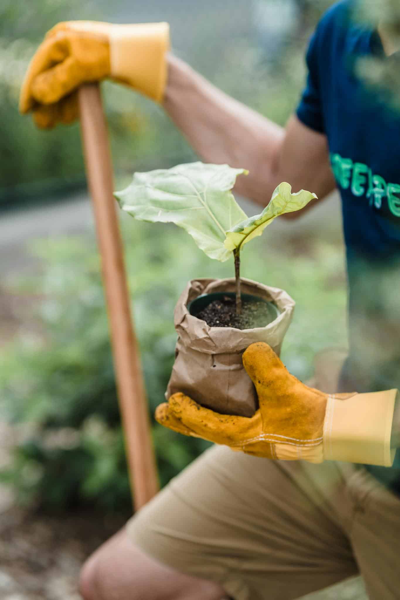 A man nurturing a plant, symbolizing sustainable lifestyle and environmental care.