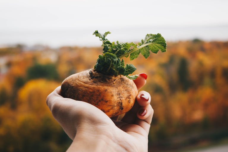 A close-up of a hand holding a fresh root vegetable against a blurred autumn background.