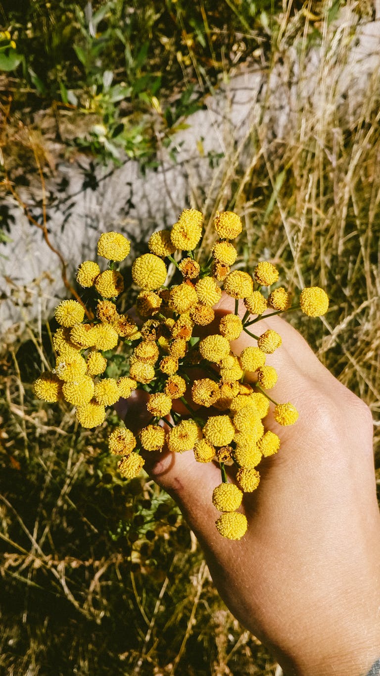 A close-up of a hand holding vibrant yellow craspedia flowers against a natural outdoor background.