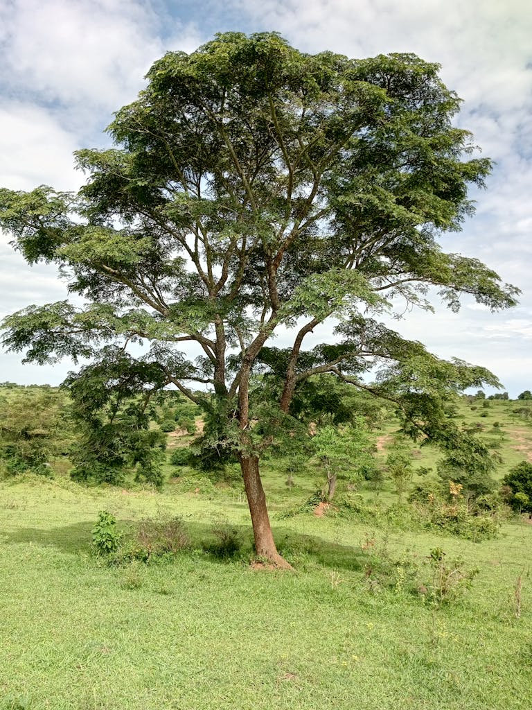 A single tree standing tall in a sunlit field, showcasing vibrant greenery and a clear sky.