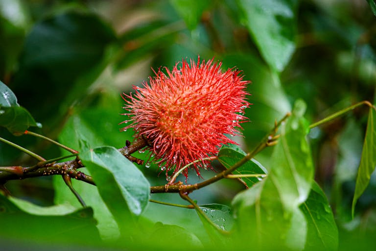 Close-up of a bright annatto fruit with dewy leaves in a tropical setting.