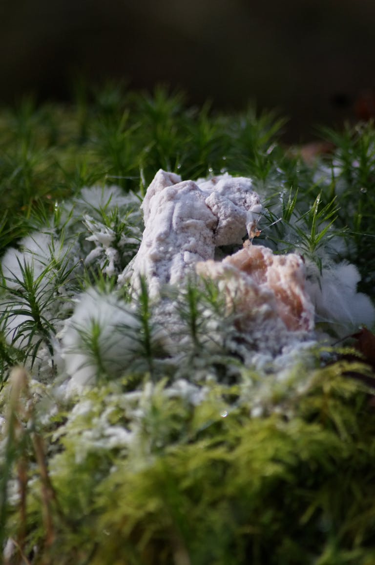 Detailed macro shot of white mold growth on vibrant green forest moss.