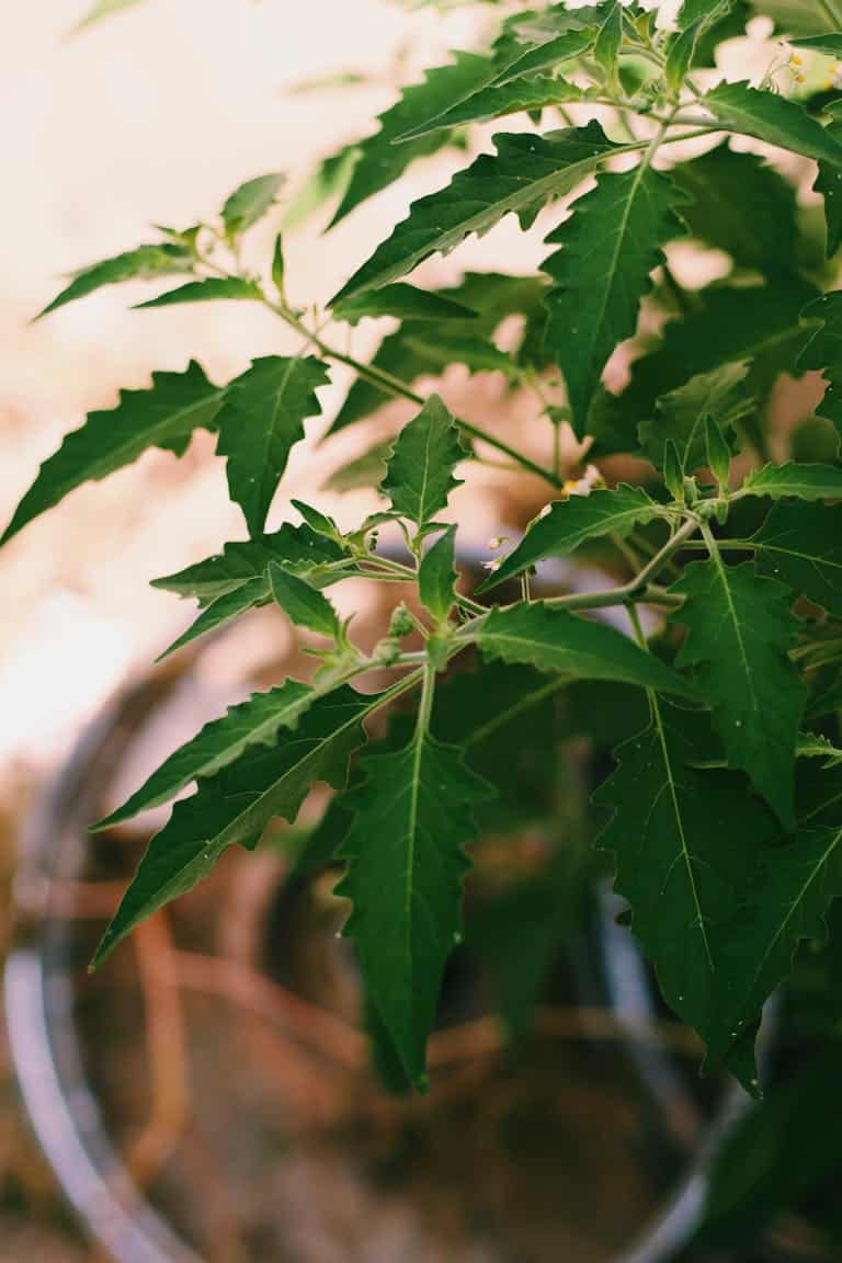 Detailed shot of a green leafy plant in a pot for natural and botanic themes.