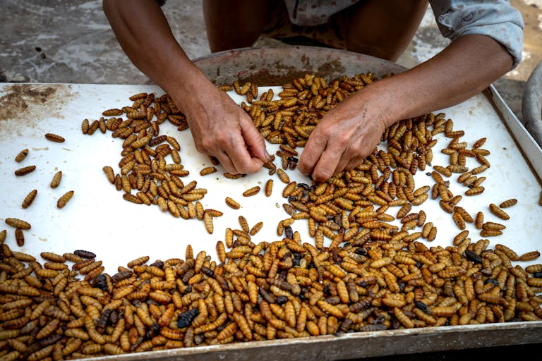 From above of crop anonymous female in casual clothes sitting and selecting silk moth pupae in metal tray