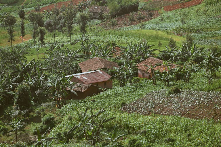 Lush tropical farmland with countryside houses nestled among banana plants.