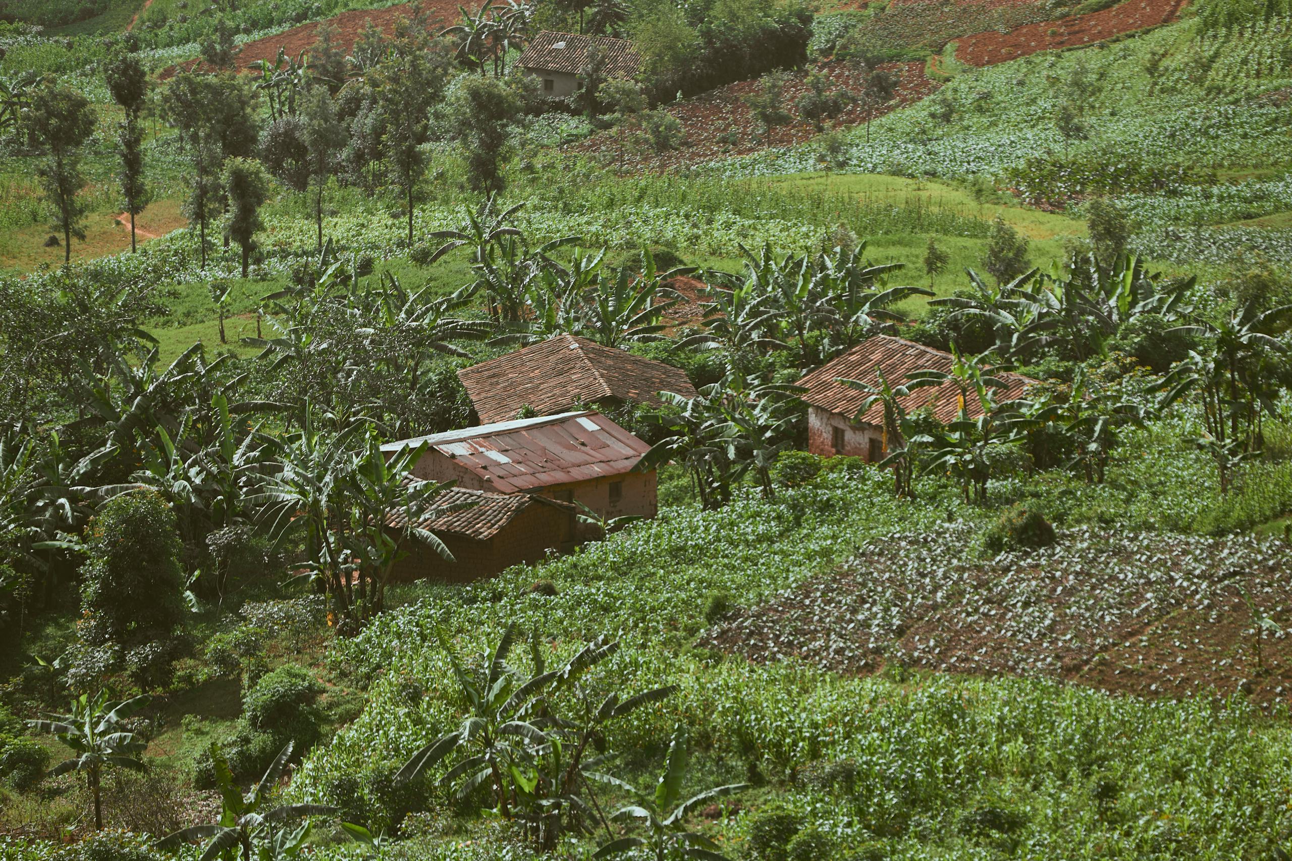 Lush tropical farmland with countryside houses nestled among banana plants.