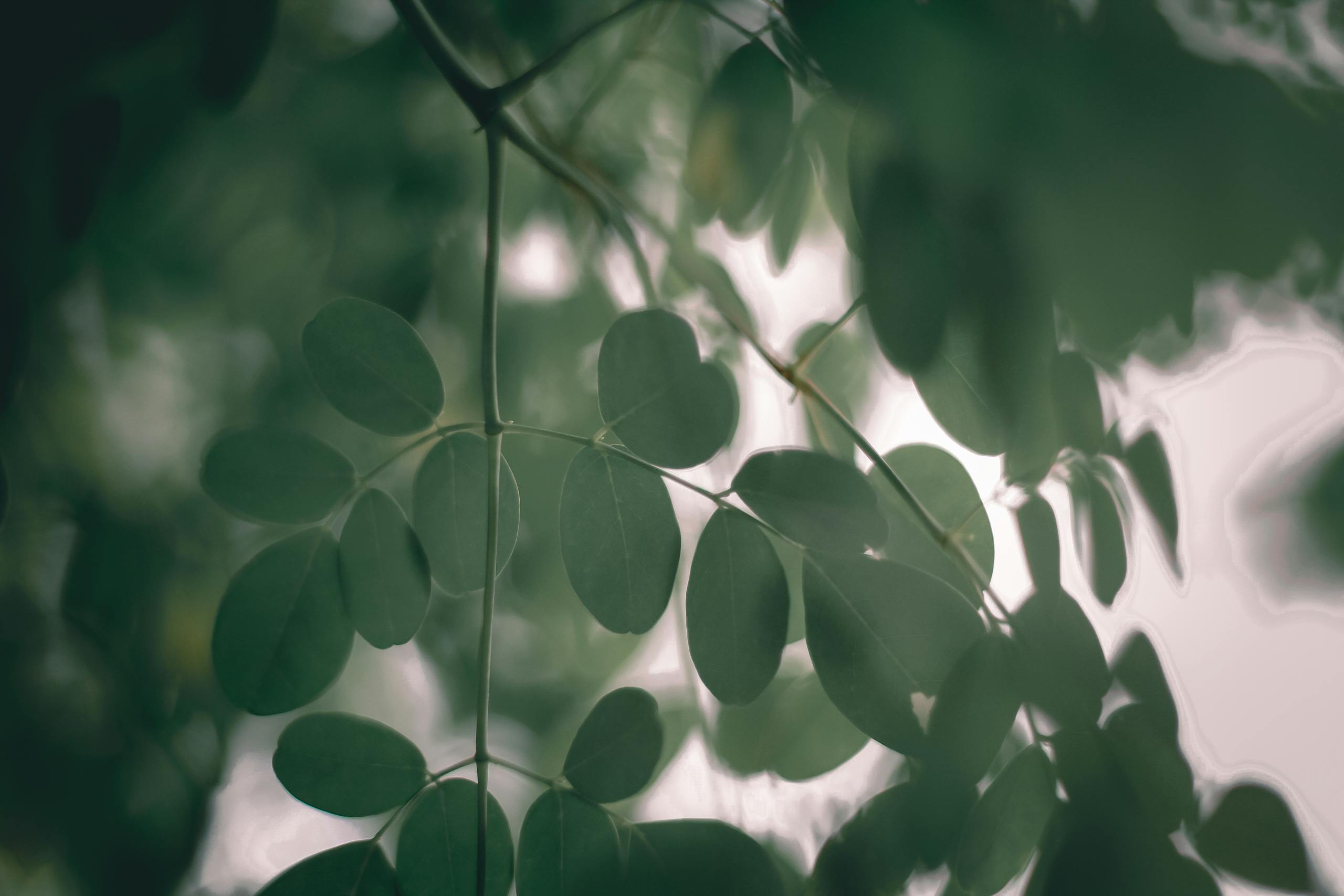 Overturned branch of green small oval leaves of Drumstick tree in forest in daylight