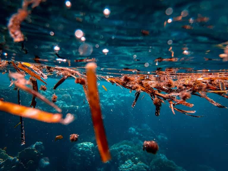 Vibrant underwater view of a coral reef with floating debris and sunlight reflections.