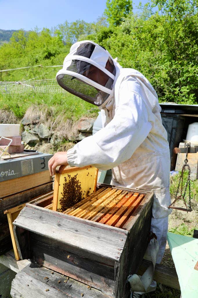 A beekeeper examines a honeycomb frame in La Plagne Tarentaise, France, highlighting sustainable beekeeping practices.