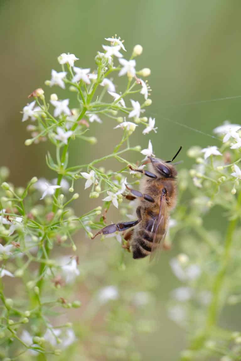 A detailed shot of a honeybee collecting nectar from white blossoms in a garden.