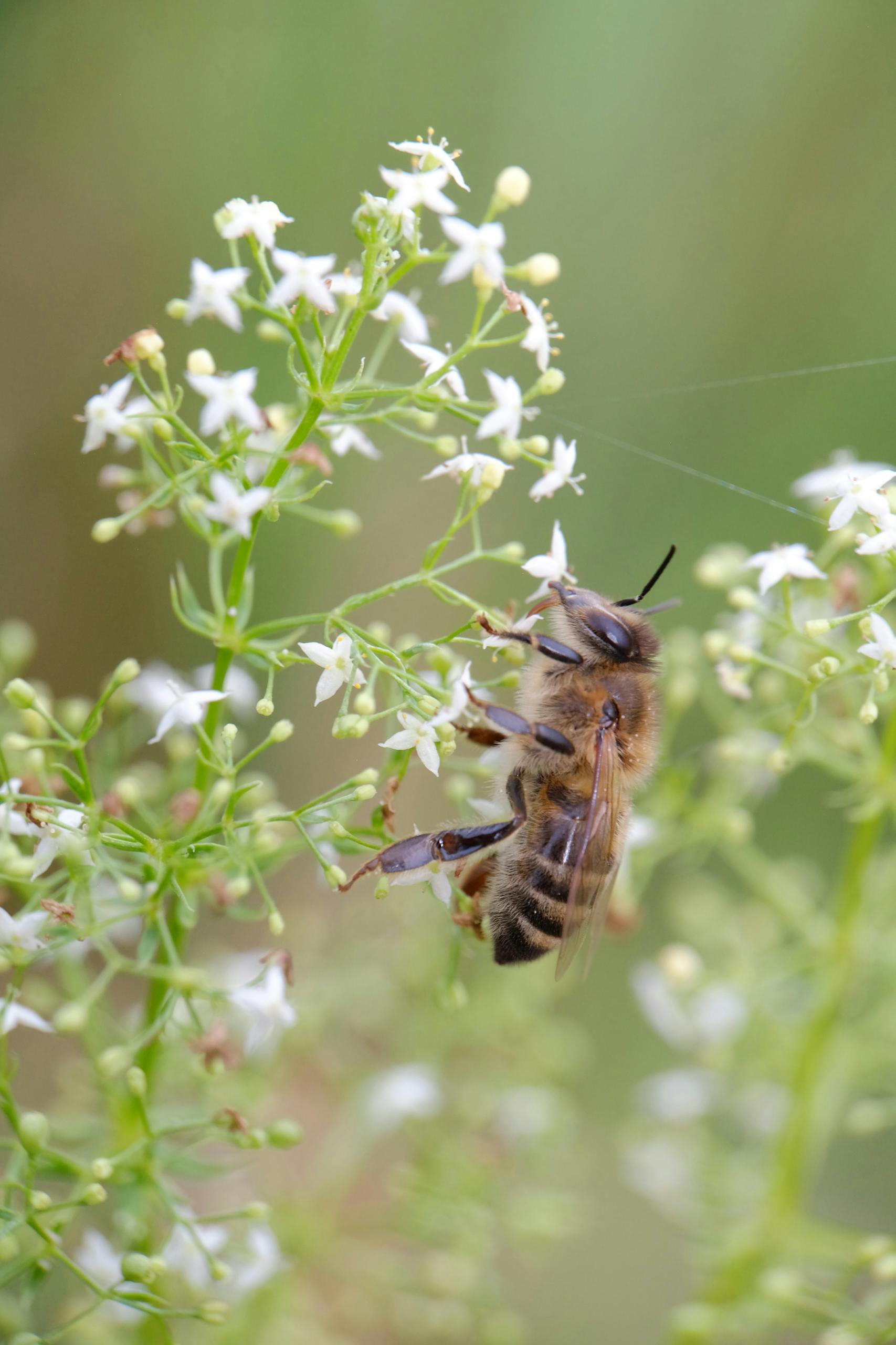 A detailed shot of a honeybee collecting nectar from white blossoms in a garden.