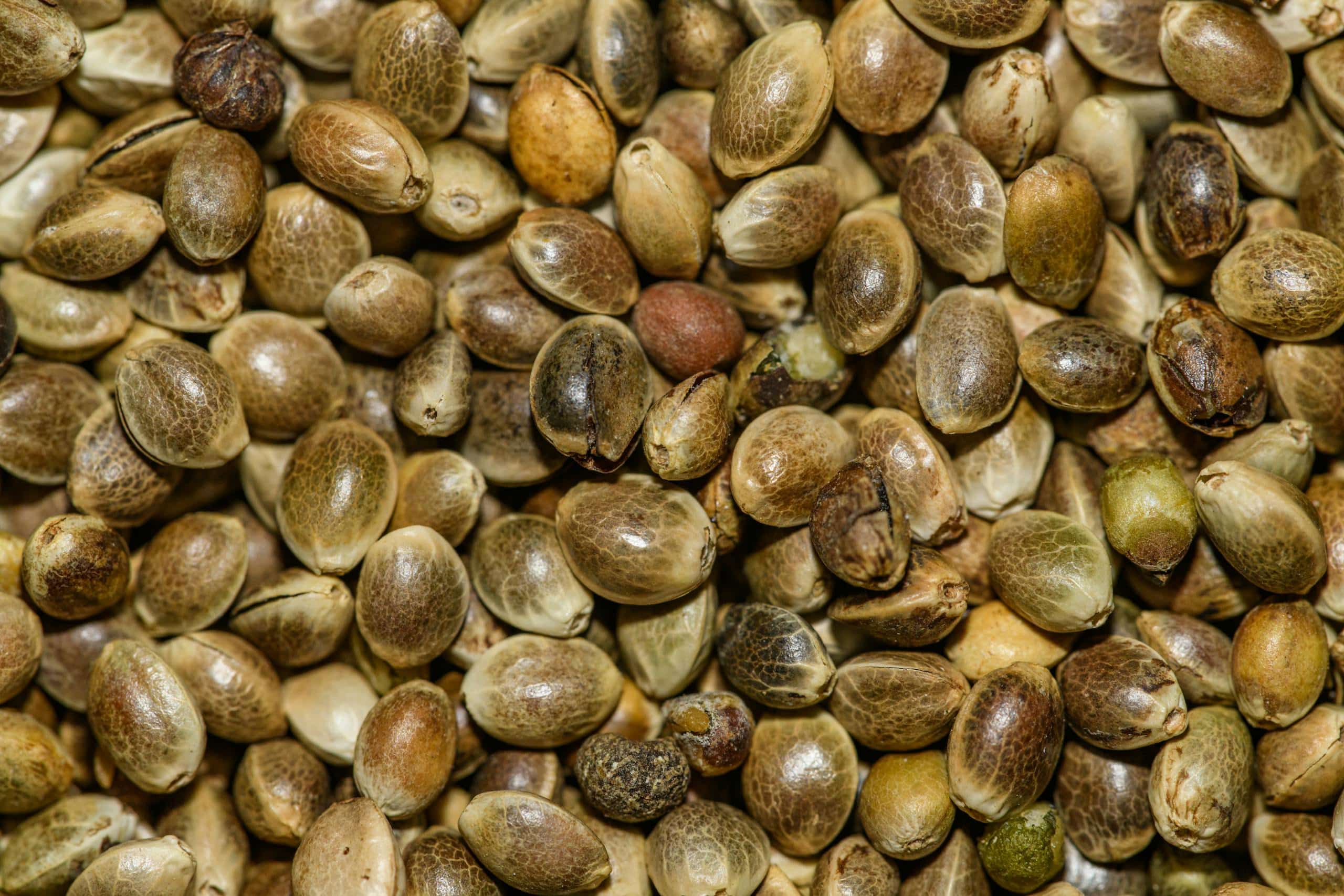 Detailed close-up of hemp seeds showcasing natural textures and nutritional value.