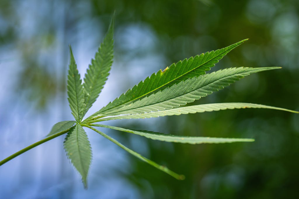 Detailed macro shot of a marijuana leaf against a blurred natural background.