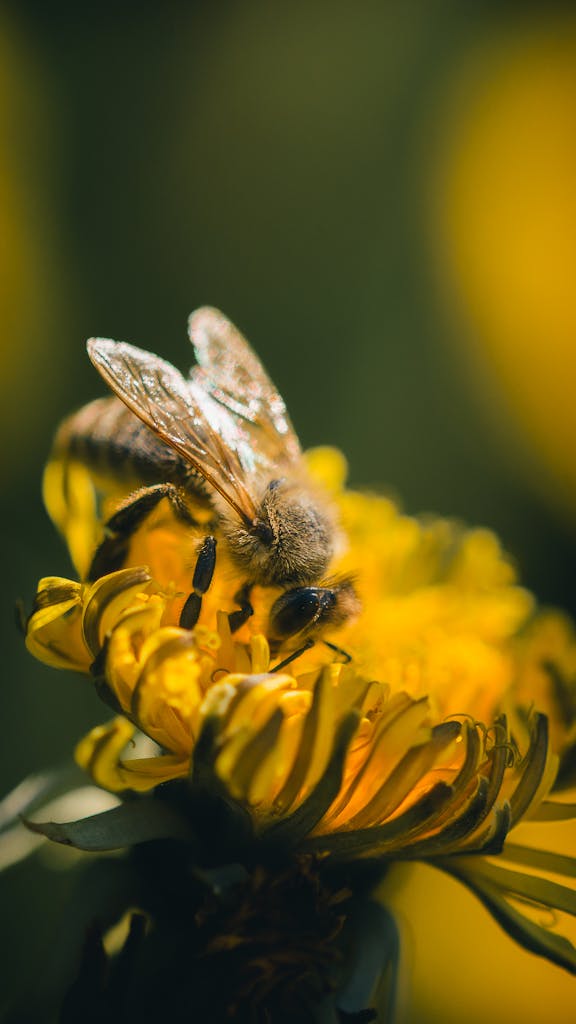 Macro shot of a honeybee collecting nectar from a yellow dandelion flower.