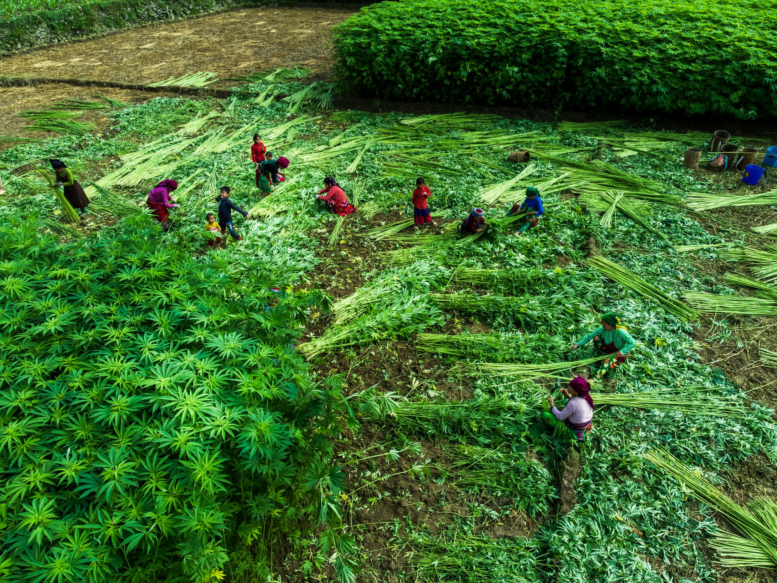Workers harvesting green crops in a lush, vibrant field from above.